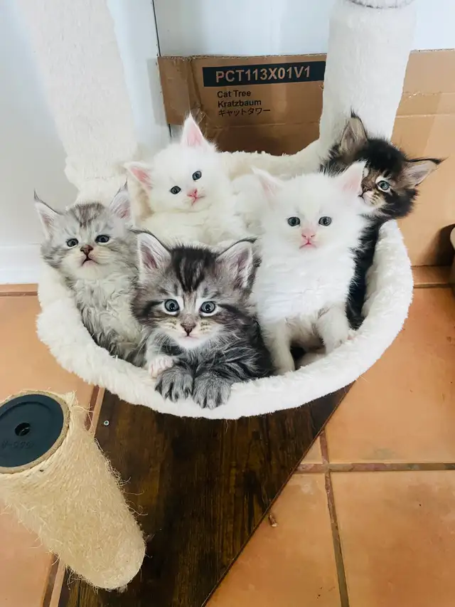 chaton Maine coon prêt pour adoption