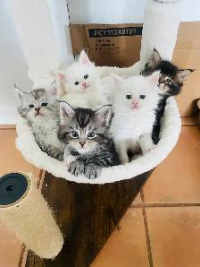 chaton Maine coon prêt pour adoption