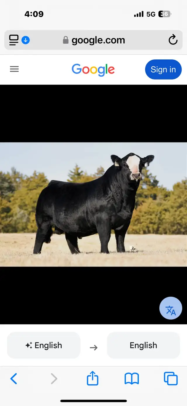 Looking for heifer bull