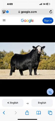 Looking for heifer bull