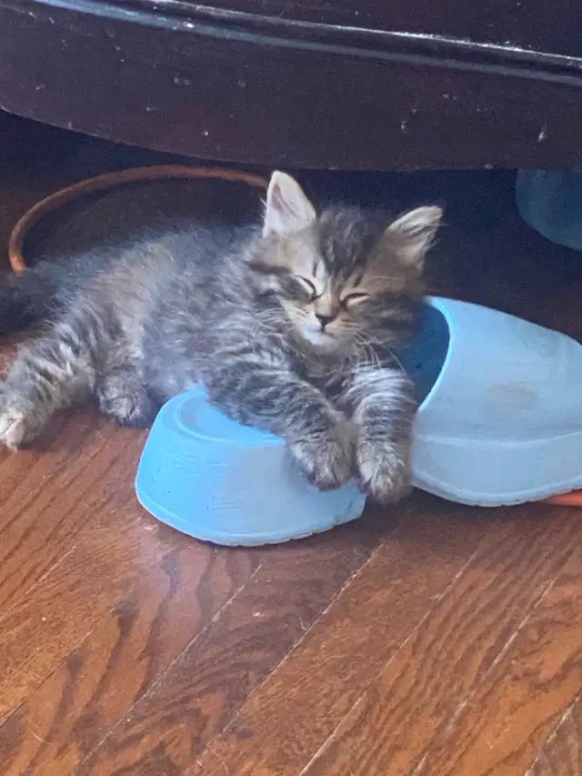 Kittens looking for their forever home