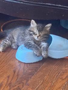Kittens looking for their forever home