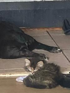 Kittens looking for their forever home - Photo 2