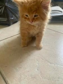 Kittens looking for their forever home - Photo 5