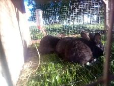 Purebred Silver Fox Rabbits - Photo 4