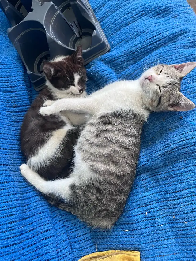 Kittens Forsale