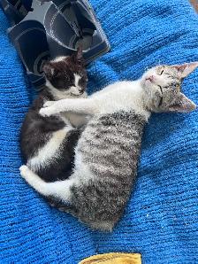Kittens Forsale