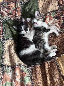 Kittens Forsale - Photo 2