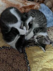 Kittens Forsale - Photo 3