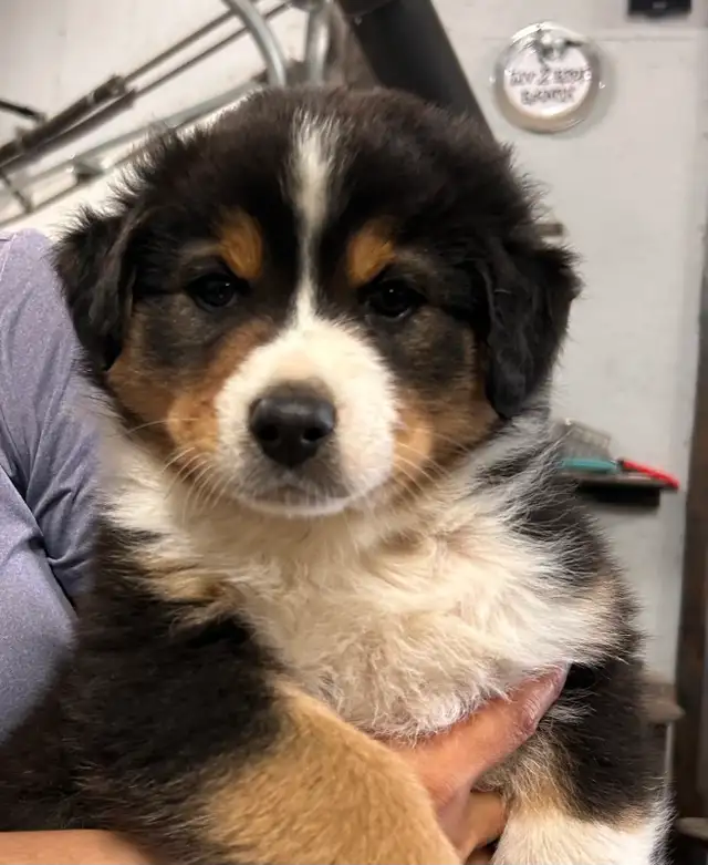 Pure Bred Australian Shepherd Pups