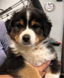 Pure Bred Australian Shepherd Pups