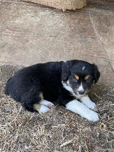 Pure Bred Australian Shepherd Pups - Photo 2