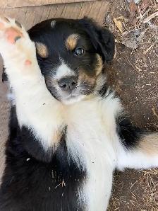 Pure Bred Australian Shepherd Pups - Photo 4