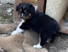 Pure Bred Australian Shepherd Pups - Photo 7
