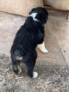 Pure Bred Australian Shepherd Pups - Photo 8