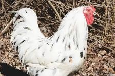 Chantecler Chickens
