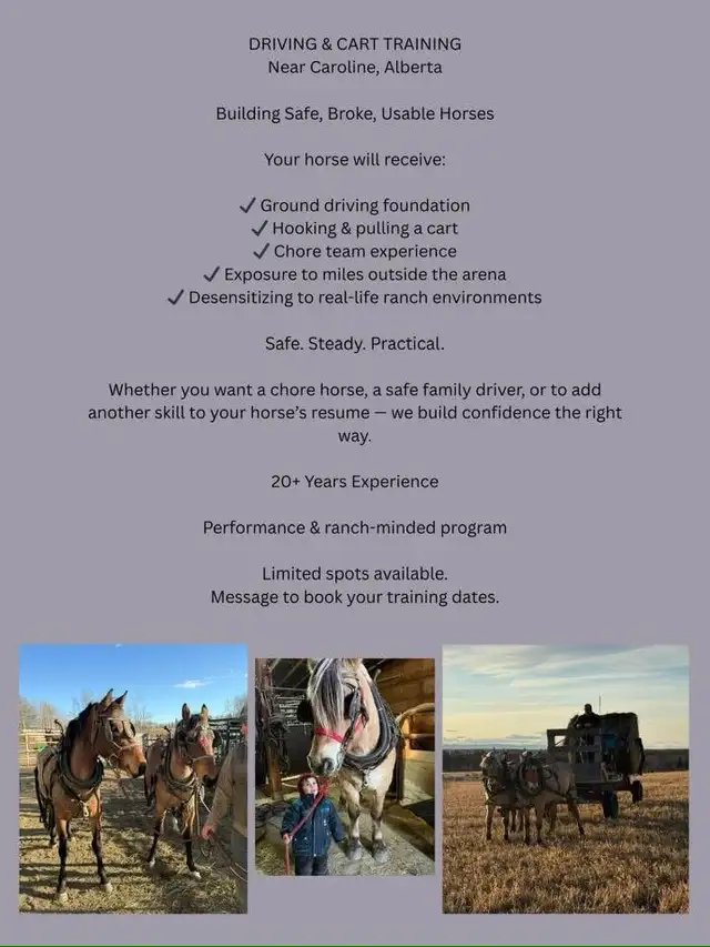 team and single driving horse training