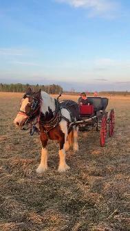 team and single driving horse training - Photo 2