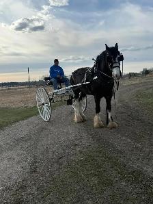 team and single driving horse training - Photo 3
