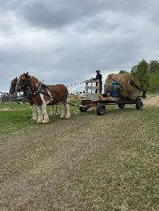 team and single driving horse training - Photo 4