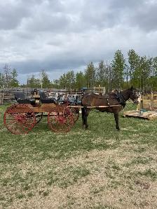 team and single driving horse training - Photo 5