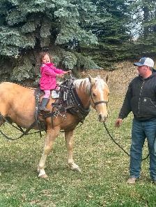 team and single driving horse training - Photo 6