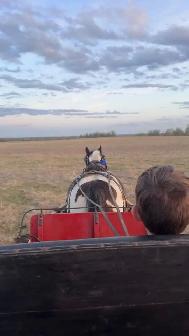 team and single driving horse training - Photo 7