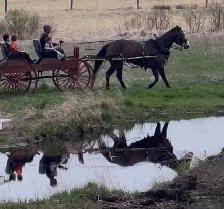 team and single driving horse training - Photo 8
