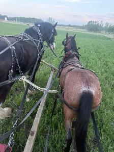 team and single driving horse training - Photo 9