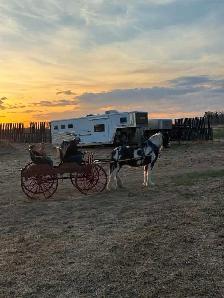 team and single driving horse training - Photo 10