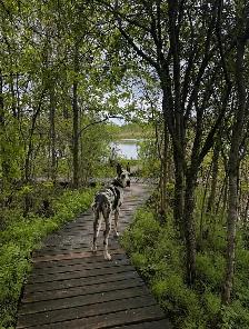 Dog walker/ Sitter available Monday through Friday - Photo 4