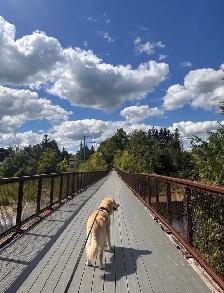 Dog walker/ Sitter available Monday through Friday - Photo 5