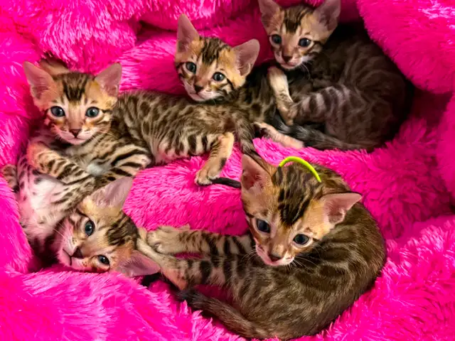 4 bb bengal mâle