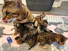 4 bb bengal mâle - Photo 3