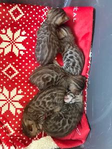 4 bb bengal mâle - Photo 5
