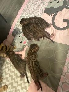 4 bb bengal mâle - Photo 6