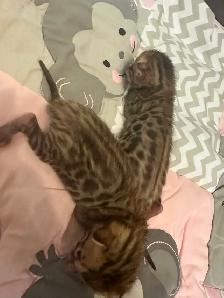 4 bb bengal mâle - Photo 7