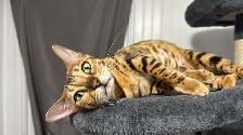 4 bb bengal mâle - Photo 9