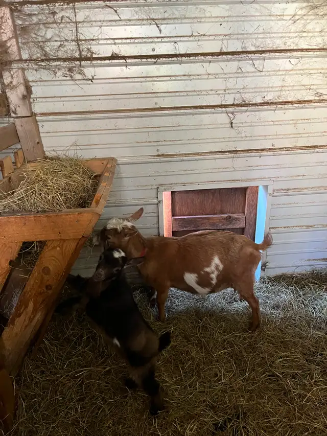 Adorable Nigerian Dwarf goat kid for sale