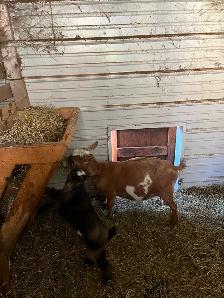 Adorable Nigerian Dwarf goat kid for sale