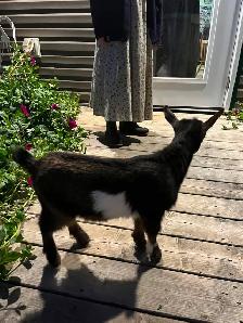 Adorable Nigerian Dwarf goat kid for sale - Photo 2