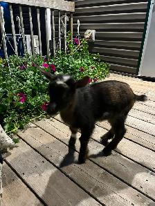 Adorable Nigerian Dwarf goat kid for sale - Photo 3
