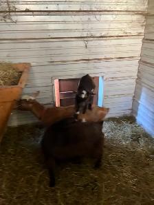 Adorable Nigerian Dwarf goat kid for sale - Photo 4