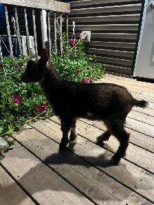 Adorable Nigerian Dwarf goat kid for sale - Photo 5