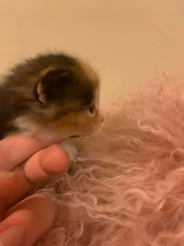 Persian Ragdoll kittens ready soon