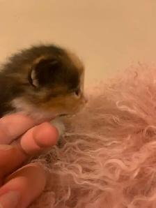 Persian Ragdoll kittens ready soon