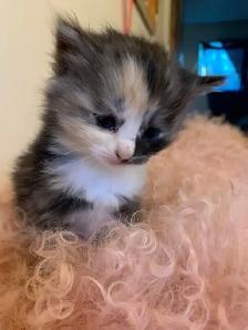 Persian Ragdoll kittens ready soon - Photo 2