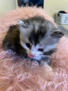 Persian Ragdoll kittens ready soon - Photo 3