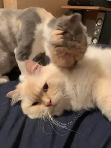 Persian Ragdoll kittens ready soon - Photo 5
