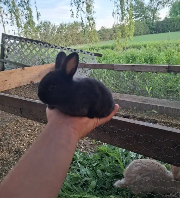 adorable Bunnies!